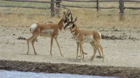 14 Pronghorn Fence Stock Videos Footage And 4k Video Clips Getty Images