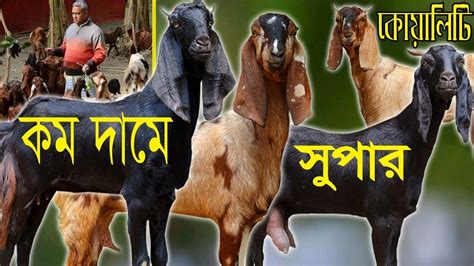 সর্বোচ্চ কমদামে শাহিন ভাইয়ের সুপার হাই কোয়ালিটি কালেকশন বিটোল তোতা