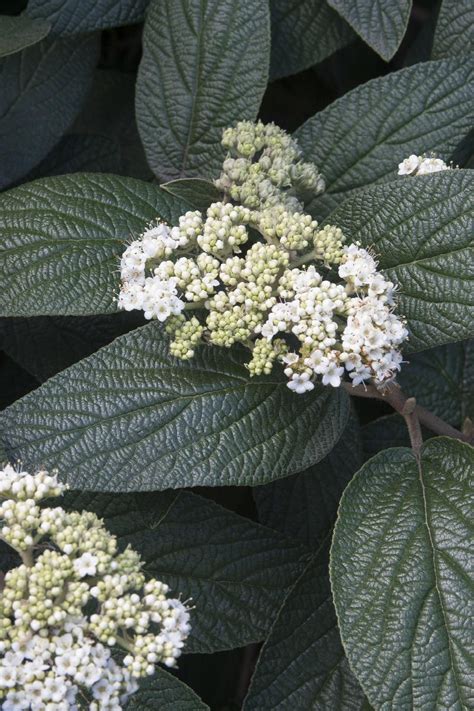 Allegheny Viburnum, Viburnum rhytidophylloides 'Allegheny', Monrovia Plant