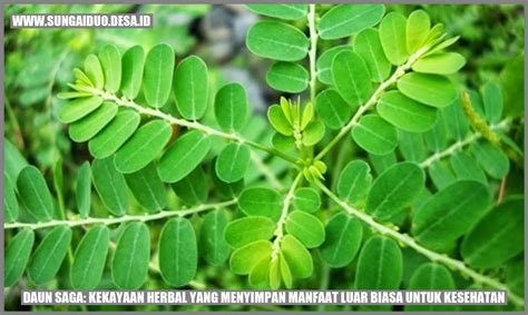 Daun Saga Kekayaan Herbal Yang Menyimpan Manfaat Luar Biasa Untuk