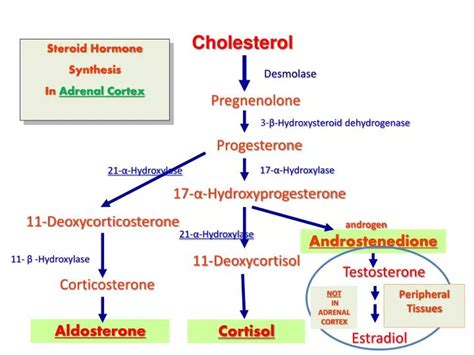 Ppt Steroid Hormone Synthesis In Adrenal Cortex Powerpoint