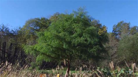 Descubre Las Características Y Cuidados Del Taxodium Mucronatum O