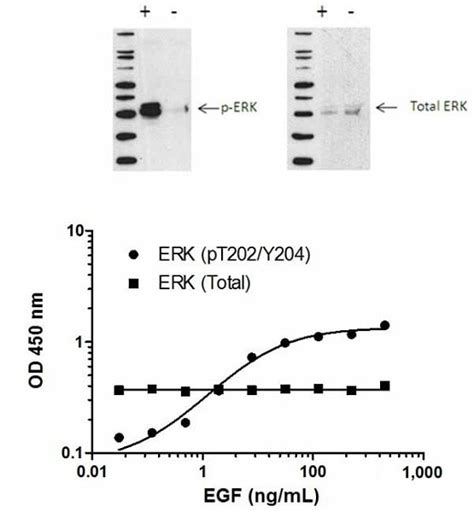 Erk Phospho T Y Erk Phospho T Y Total Elisa