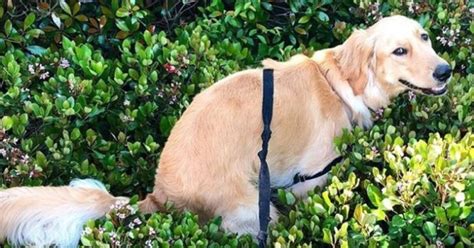 Cosa Significa Lo Sguardo Del Tuo Cane Verso Di Te Mentre Sta Facendo I