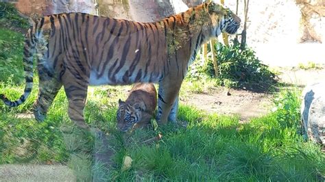 Roma Applausi A Scena Aperta Per La Tigrotta Kala Alla Sua Prima