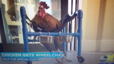 Chicken Was Rescued Using Therapy Wheelchair Learning How To Walk Again