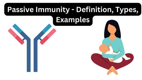 Passive Immunity Definition Types Characteristics Examples Biology Notes Online