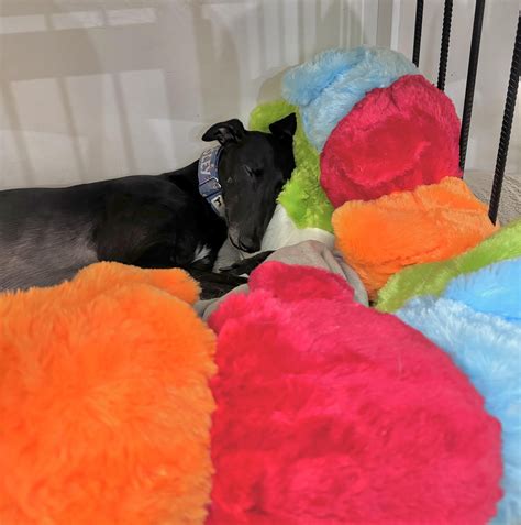 Wes Loves Is Cuddlepillar R Greyhounds