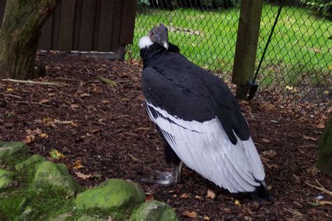 Kondor Foto & Bild | natur, tiere, vögel Bilder auf fotocommunity