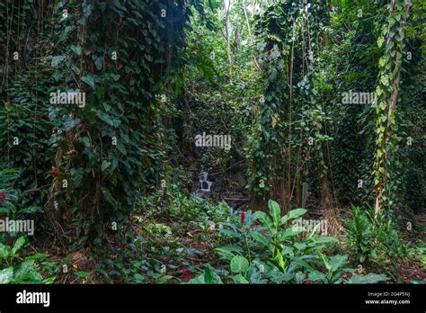 Fern Grotto In The Wailua Valley Is A Hawaiian Sacred Place Kauai