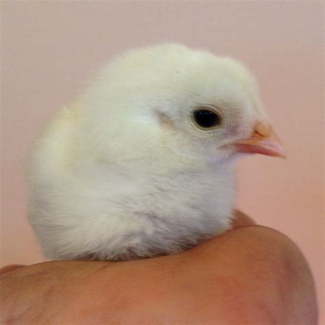 Bantam Chicks...breeds? | BackYard Chickens - Learn How to Raise Chickens