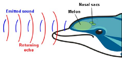 Dolphin echolocation in nature (Electronic science tutor n.d ...