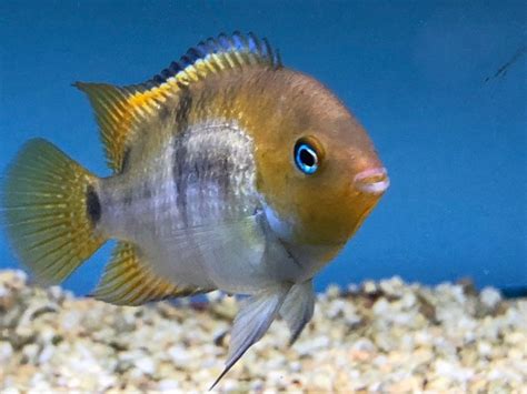 T Bar Cichlid Cryptoheros Sajica