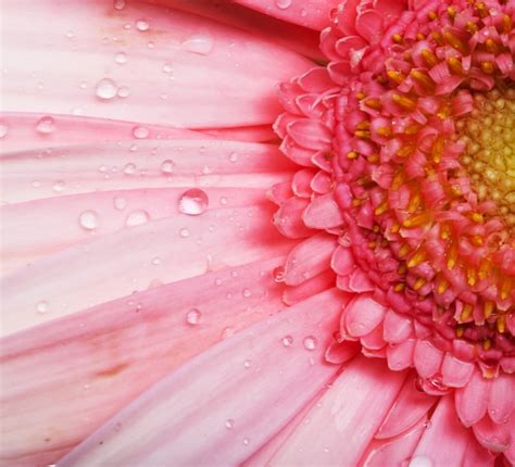 Premium Photo Gerbera Flower Macro Transvaal Daisy