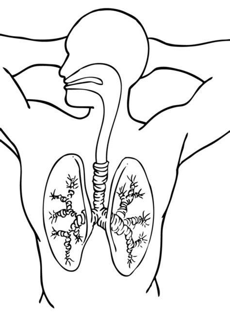 Dibujos Para Pintar Del Sistema Respiratorio Humano Imagui