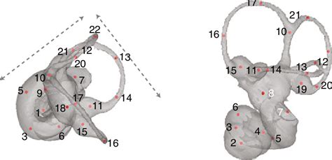 Landmarks Used For Geometric Morphometric Analysis Of The Bony