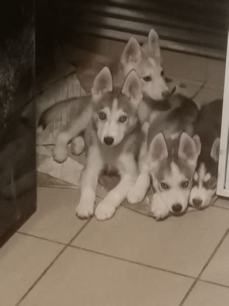 A Vendre 5 Chiots Husky De Siberie Mes Occasions