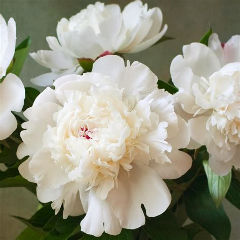 Peony 'Immaculee' - Alder & Oak Plants - Online Plant Nursery