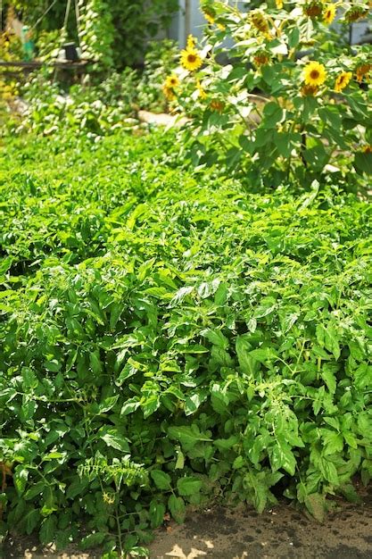 Premium Photo | Tomato seedlings