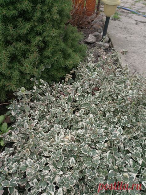 Бересклет Форчуна «Эмеральд Гаити» (Euonymus fortunei «Emerald Gaiety ...