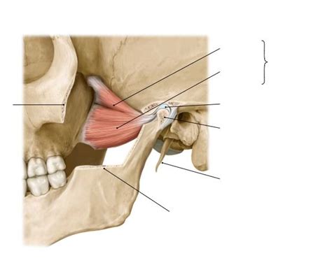 Lateral pterygoid muscle - left lateral view Diagram | Quizlet