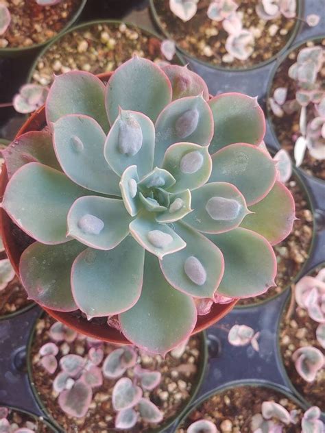 Echeveria Rain Drop 4 Etsy