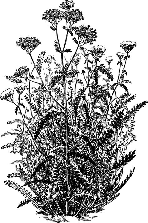 Achillea Millefolium Variación Rubrum Ilustración Vintage 13594384 Vector En Vecteezy