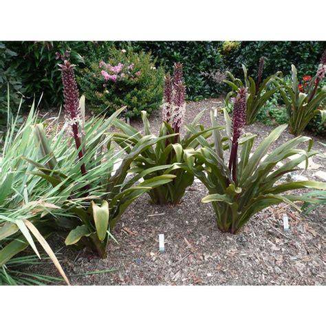 Eucomis comosa 'Sparkling Burgundy' (Eucomis, Pineapple Lily, Sparkling ...