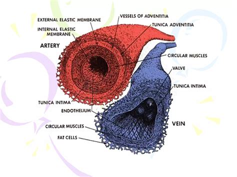 Circulatory system histology | PPTX 