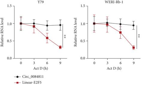 Circ Was Highly Expressed In Rb Cells And Its Loop Structure