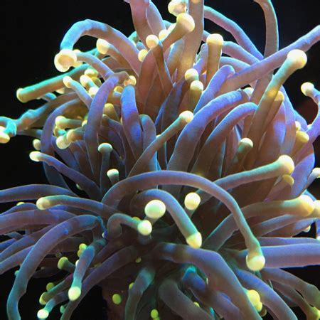 euphyllia glabrescens koralen voor aquariums zeeaquariums aquaria