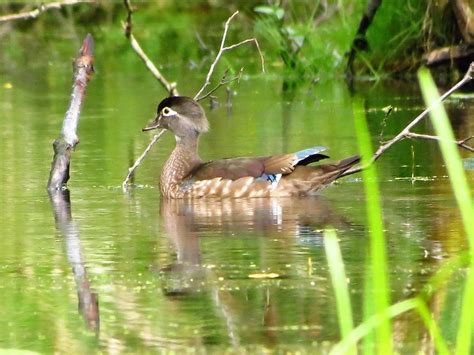 Apricot Wood Duck