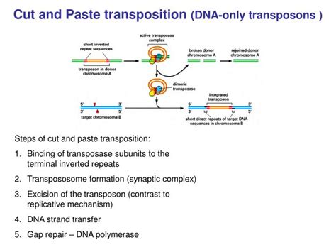 PPT MB 207 Molecular Cell Biology PowerPoint Presentation ID 4432014