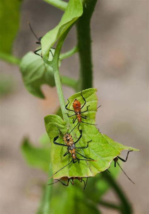 Leaf Footed Stink Bug Nymphs On Tomatoe Plant Leaf Stock Photo Image