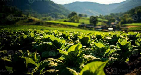 Tobacco growing farms 28895626 Stock Photo at Vecteezy