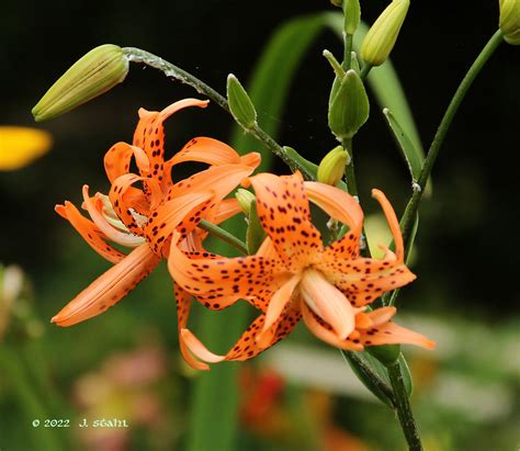 Lily Jul15 Lilium Lancifolium Flore Pleno A Double Tige Flickr