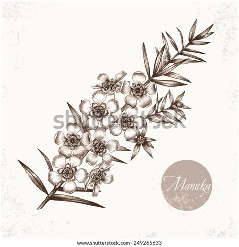 5 Manuka Flower Vector Image Images, Stock Photos, 3D objects ...