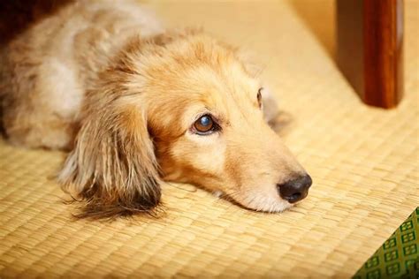 Sangue Nas Fezes Do Cachorro O Que Pode Ser Lulu Da Pomer Nia