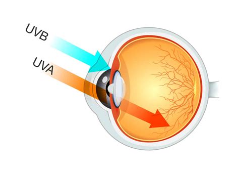 UV-A light & UV-B light can damage your eyes in Stafford, VA