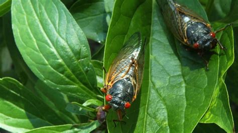 More Than 1 Million Cicadas Are Coming | Mental Floss