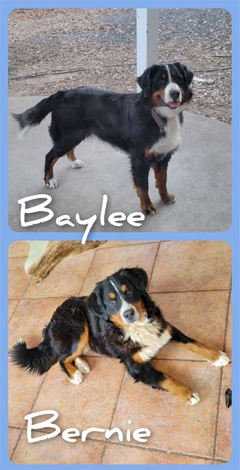 Bernese Mountain Dog Puppies For Sale