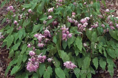 Epimedium X Youngianum Roseum