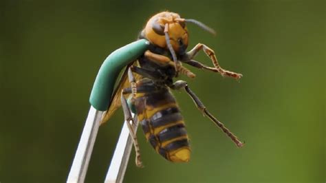 Spotted In Washington State Scientists On High Alert To Stop Invasive Asian Murder Hornets