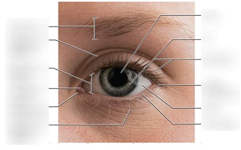 Eye Orbit Diagram Quizlet