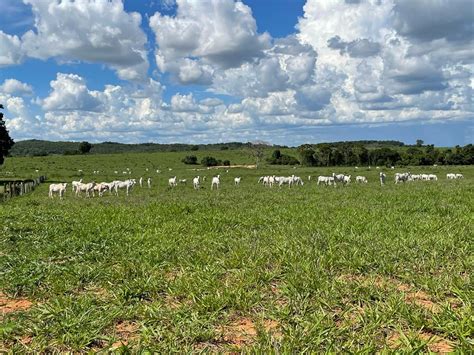 Busca Por Fazenda A Venda No Pantanal De Coxim Achou