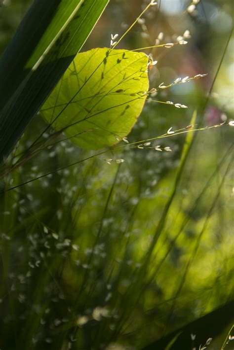 Persicaria Melica Sunset 1 Scott Weber Flickr