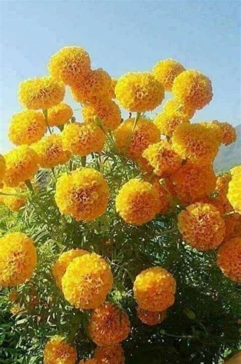 Marigold Flower Benefits Plant Medicinal Uses And Images Artofit