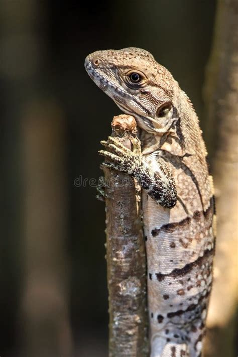 Small Lizard Stock Image Image Of Background Island 41799061