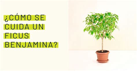 Cómo se cuida un Ficus Benjamina