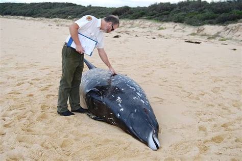 Mesoplodon Bowdoini El Zifio De Andrew Mesoplodon Bowdoini Es Una